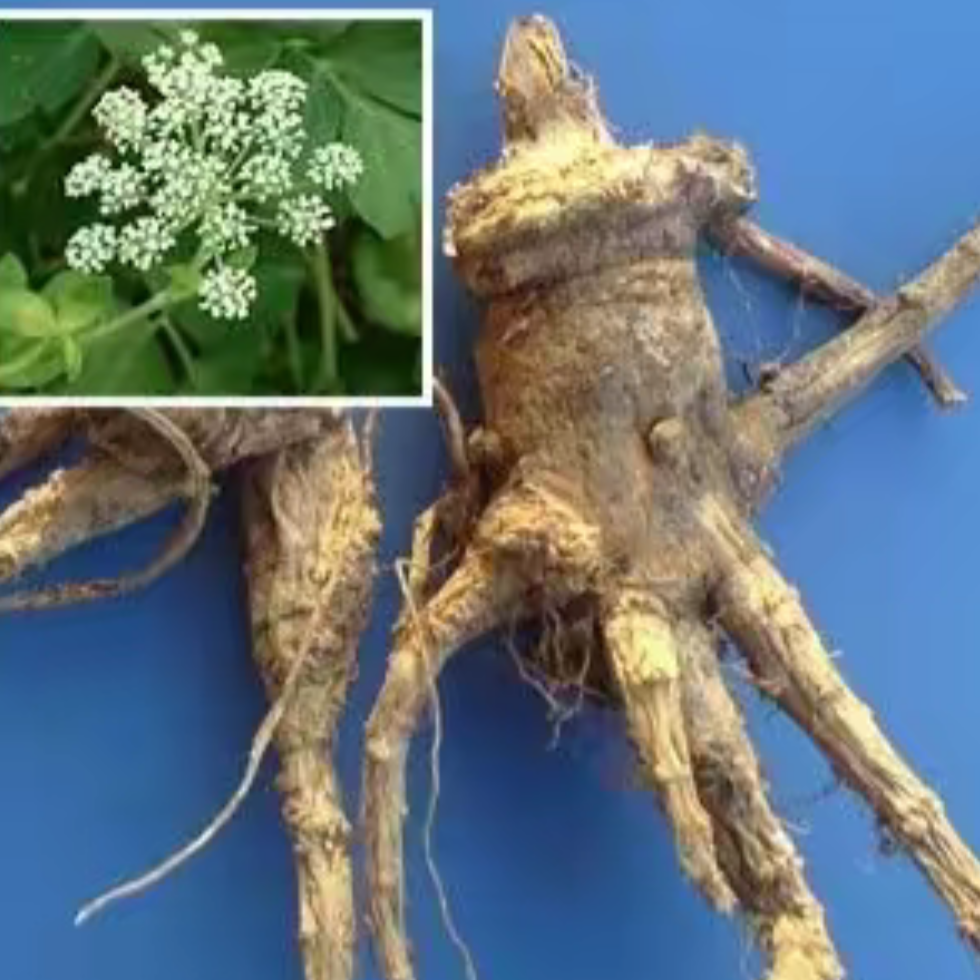 Hog Fennel Root (Pencedanum Root) 前胡