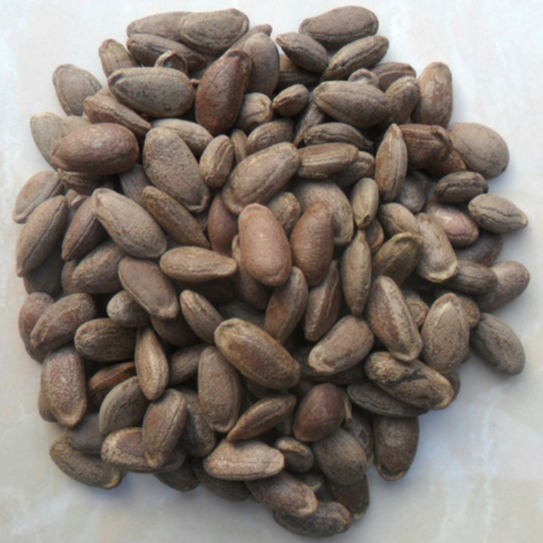 Trichosanthes Seed 瓜娄仁