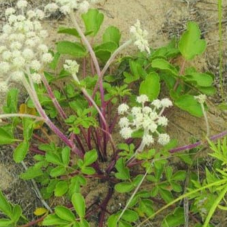 Coastal Glehnia Root 北沙参