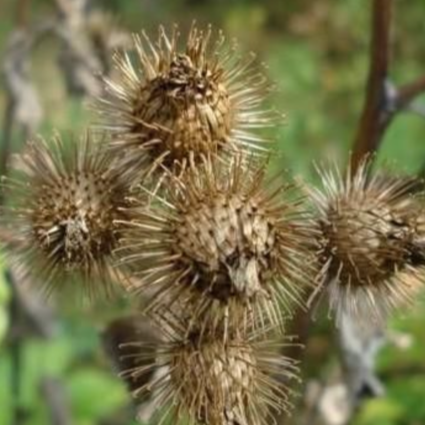 Arctium Fruit 牛蒡子